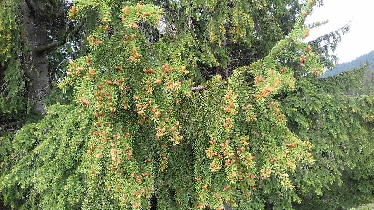 Pensiunea Gentiana Ватра-Дорней Экстерьер фото